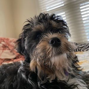 Meet your Posher, Daisy